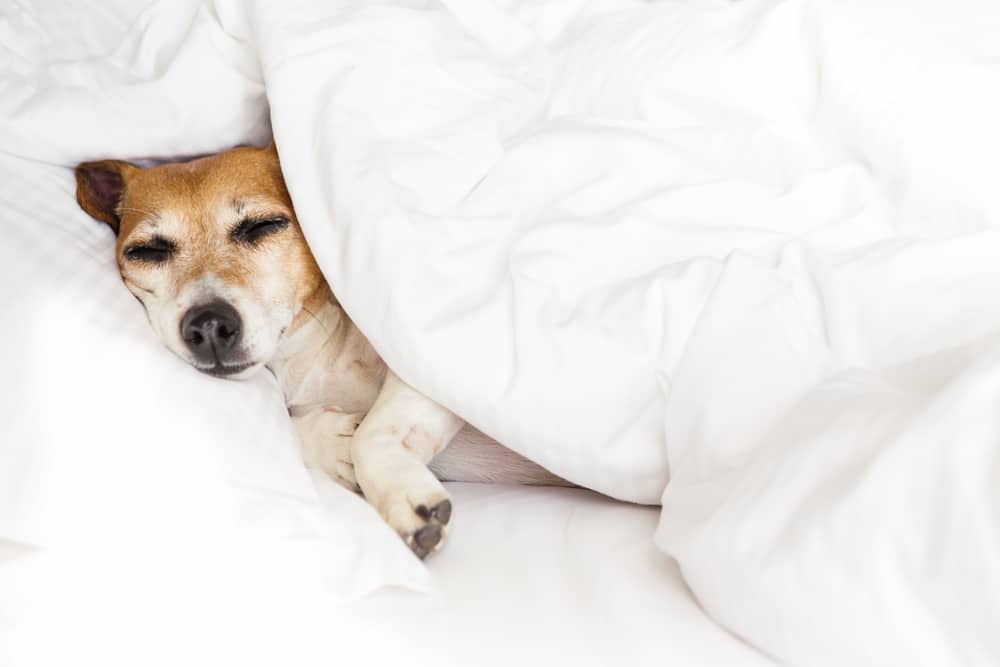 luxury sheet with dog
